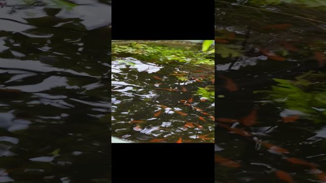 Аквариумные рыбки 04-09-2024
