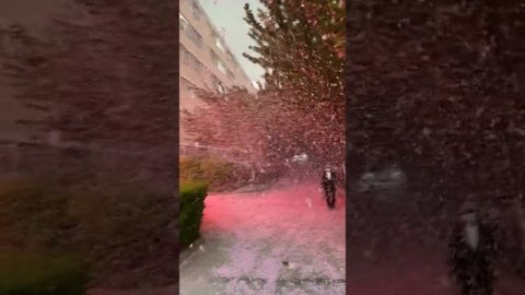 Лепестки цветущей сакуры в одном из городов Китая устроили настоящую метель