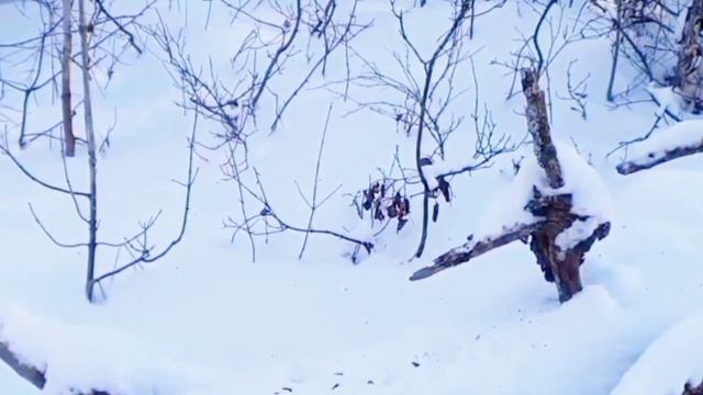 Расслабляющий Треск Костра. Щебетание Птиц.