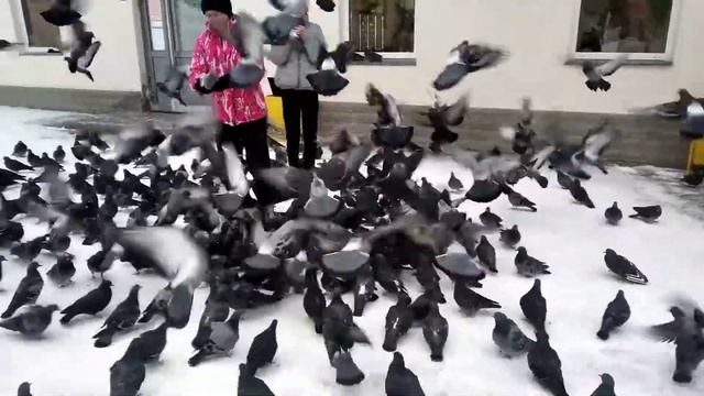 Голубь птица божья. С Рождеством христовым.