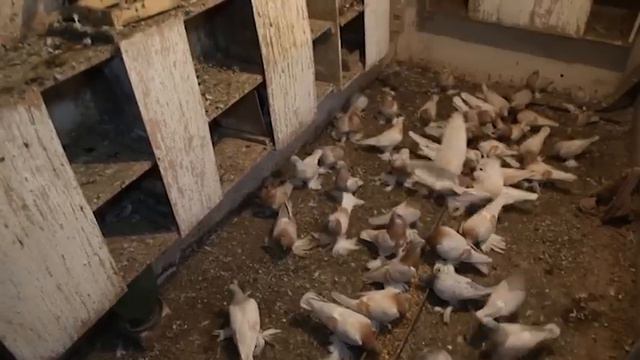 Голуби Агараны Изобильный Ставропольский край