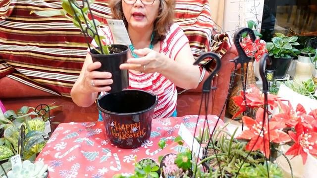 CHRISTMAS PLANT HAUL 2021 - Growing Succulent With LizK