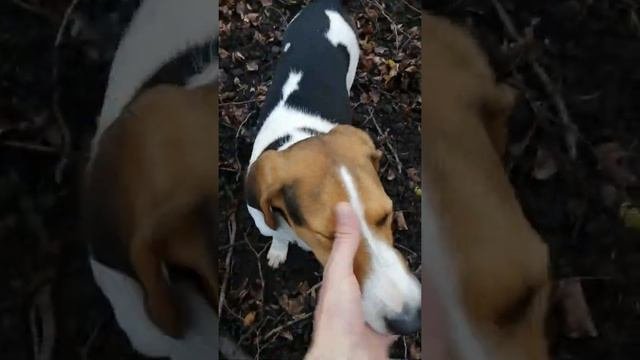 Курцхаар притравка по кабану.