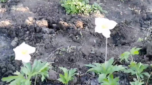 Про бабушкины коврики. Приехали сыновья. Что растет в огороде