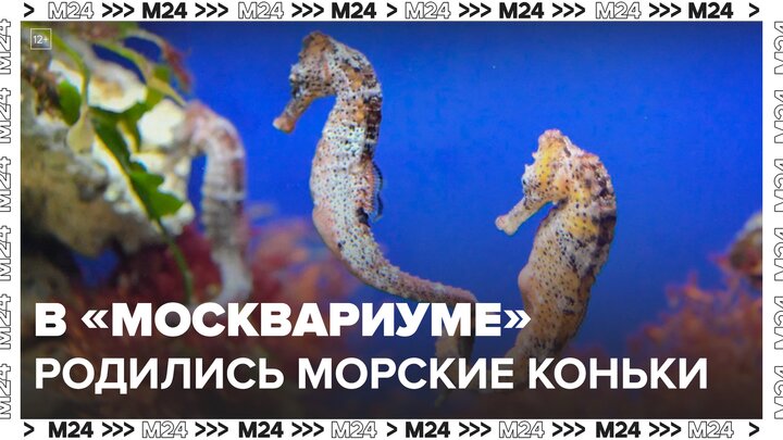 Морские коньки родились в "Москвариуме" - Москва 24