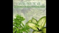 Music of the plants - Crassula Ovata
