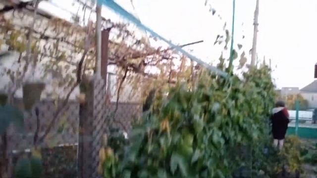 Маракуйя edulis" Roland" --- уже плодоносит в Ураине.