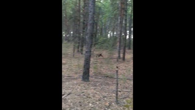 Русская гончая Лада вл.  Денис Кругляков.