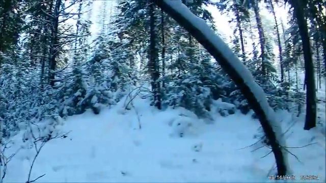 охота на зайца беляка с пегой гончей.12 зайка сезона.