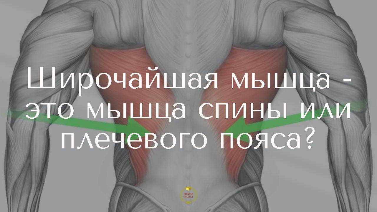 Широчайшая мышца - это мышца спины или плечевого пояса?