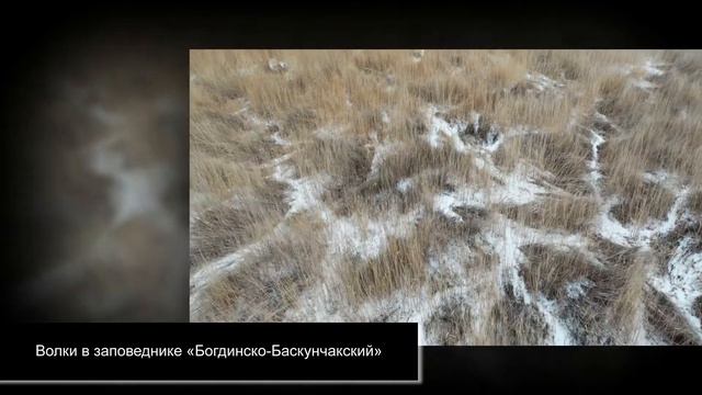 Волки в «Богдинско-Баскунчакском» заповеднике