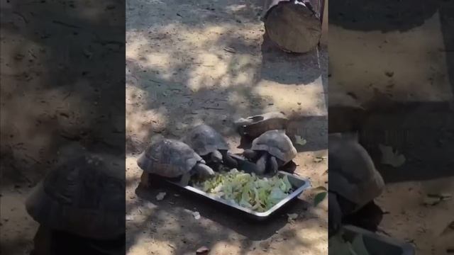 Ахах черепашки