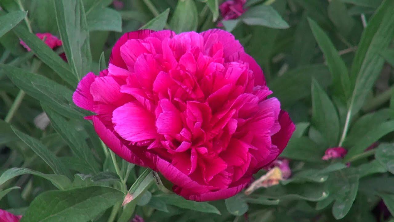 Пионы, ковыль 25 мая