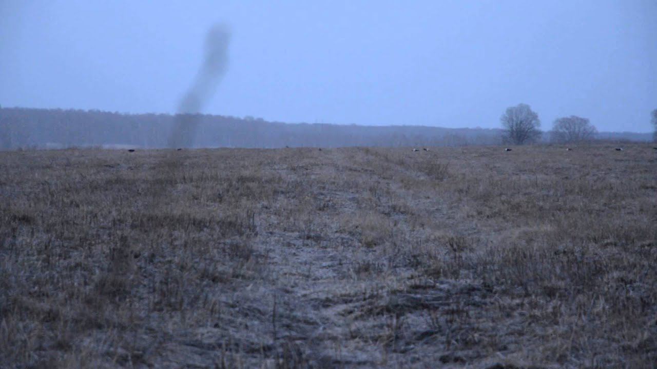 Тетерева на току