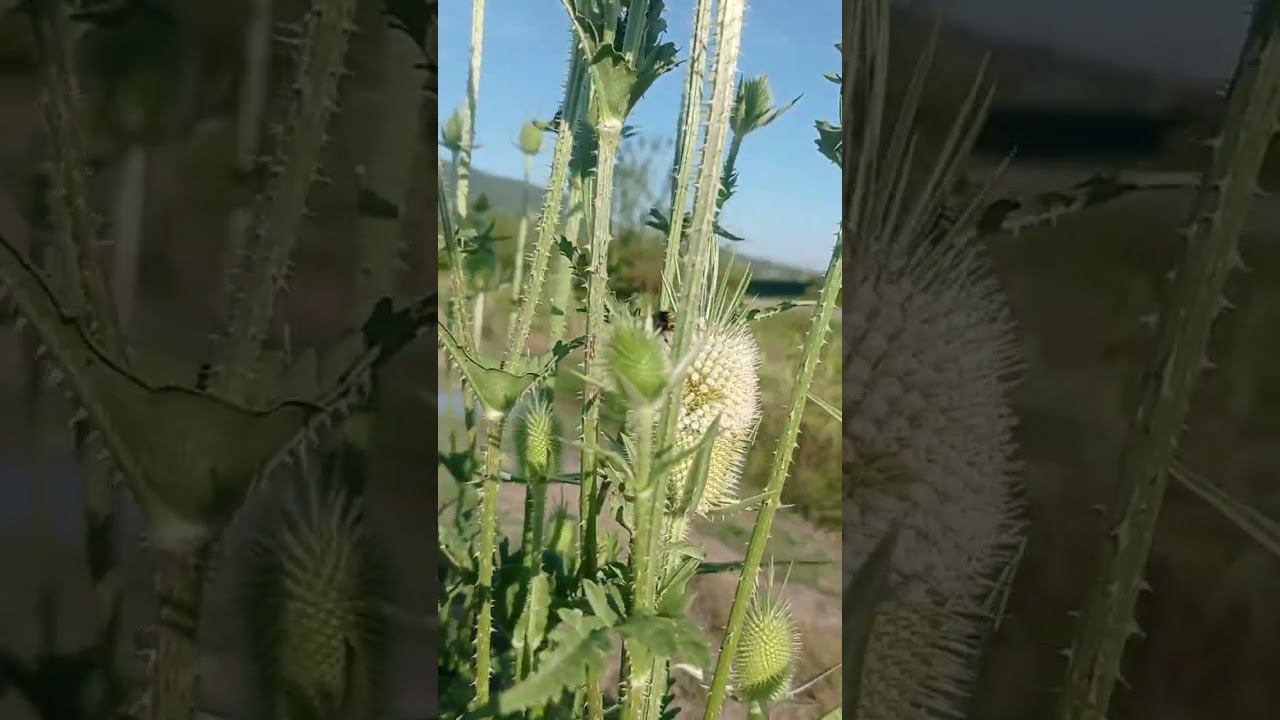 Предгорья Кавказа, долина реки Псекупс