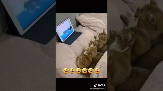 Приколы до слез. Домашние животные. смех до слез. 99 часть