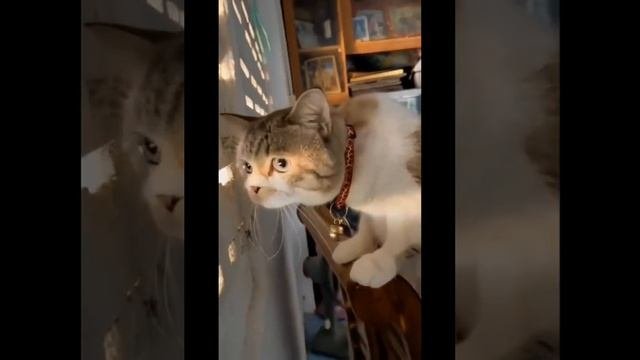 Прикол с животными