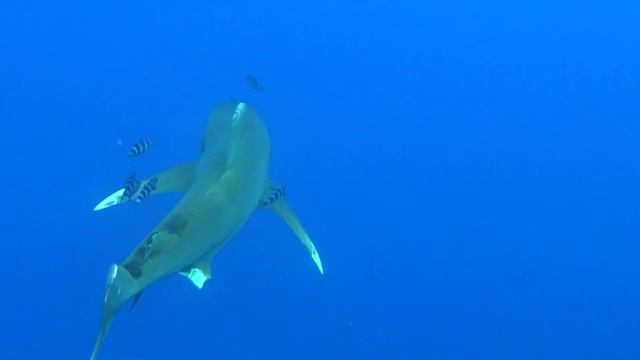 Египет 11.2022 Longimanus
