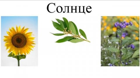 Растения семи Планет