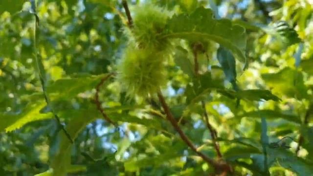 Castanea sativa Asplenifolia kaštanovník jedlý