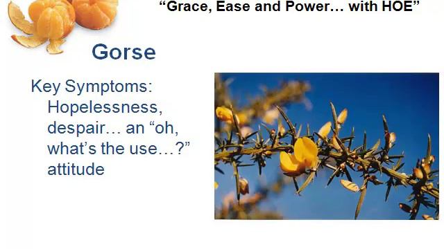 Get all the Bach Energies in an easy audio download