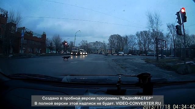 собаки как люди переходят по сигналу светофора