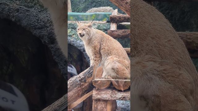 Ты только ешь и спишь! 🙀 #рысь