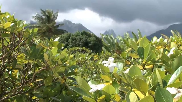 Tiare nature 01