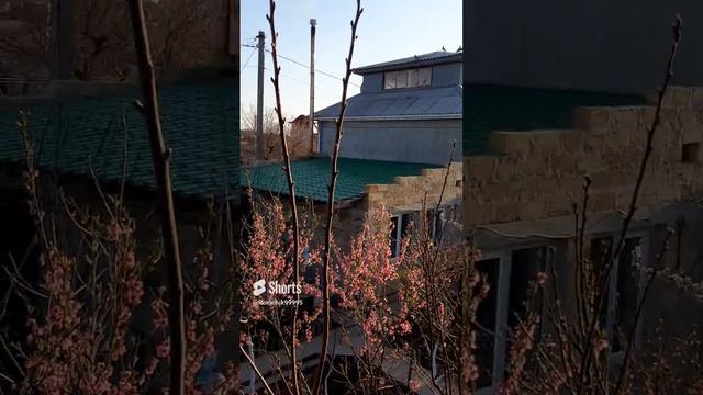Голубь - птица мира... #pigeons  #pigeon #птицы #чёрный лебедь #shorts #shortsvideo #short#reels.
