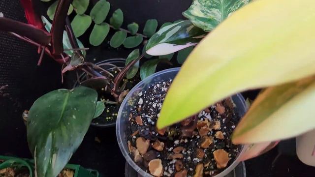 2022 10 23 Houseplant tour