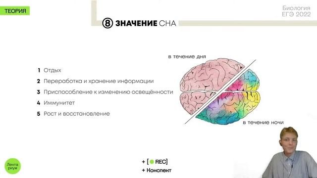 Биология ЕГЭ - Сон. Цикл сна.