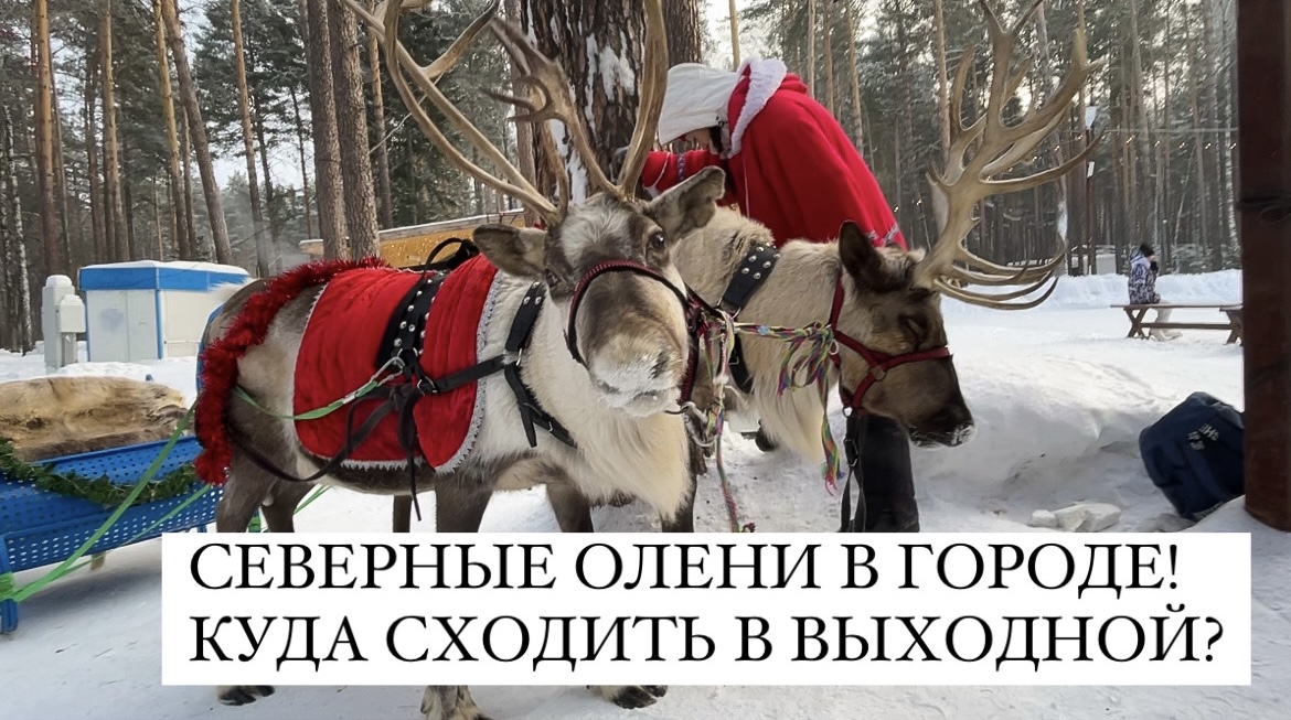 СЕВЕРНЫЕ ОЛЕНИ В ГОРОДЕ! КАК ПРОВЕСТИ ВЫХОДНОЙ? НОВОСИБИРСК. ЧКАЛОВСКИЕ ДАЧИ