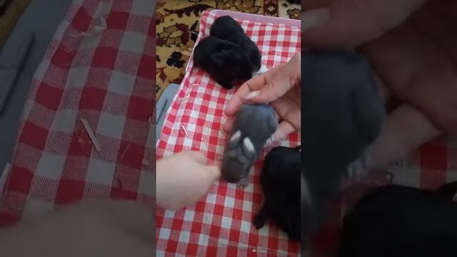 Новорождённые Карликовые Кролики