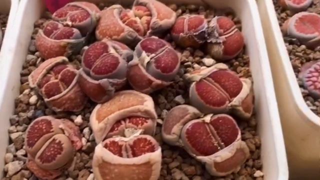 Lithops fulleri cv. "kosogyoku" ex Shimada JAPAN