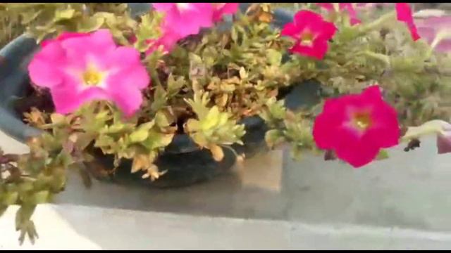 My winter flower petunia 😀|| मेरे पिटुनिया के फूल!!