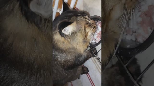Завтрак кота, д-394 Рисовая молочная каша,  мясо свинины