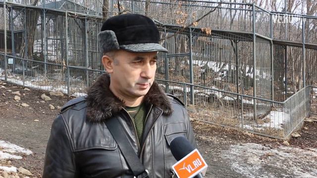 VL ru   Тигра Тихона доставили в сафари парк Владивосток