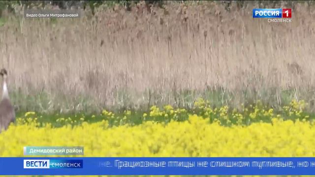 Смоленский фотограф-натуралист запечатлела серых журавлей в поле рапса