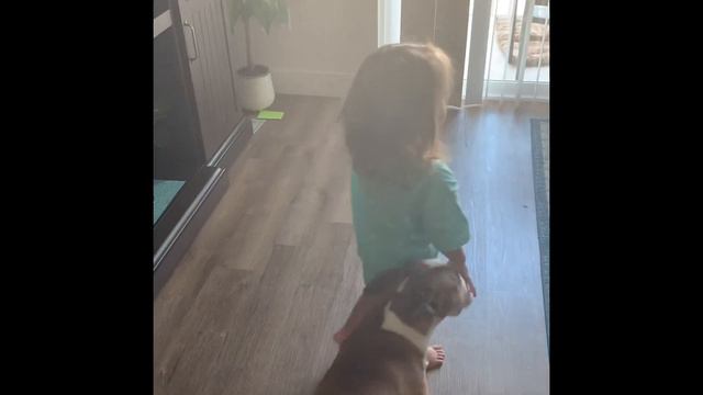 Mini Bull  Teddy loves his little girl Stasia! Мини Буль Тедди и маленькая девочка Стейша !