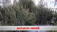 Продавцы новогоднего настроения