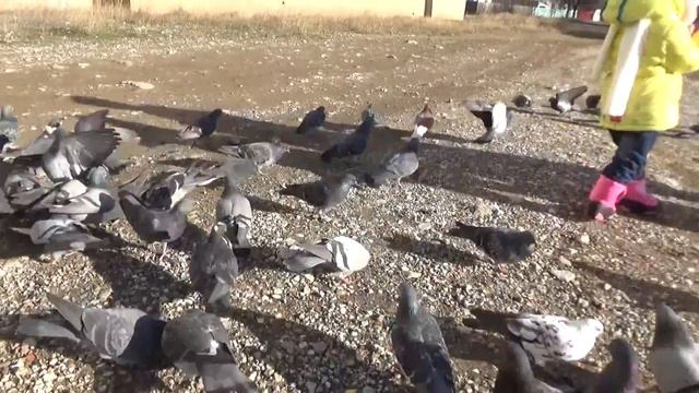 Малышка Евгения кормит голубей! Видео для девочек