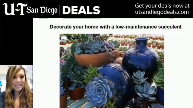 U-T San Diego Deal: $10 for $20 of Succulent Plants