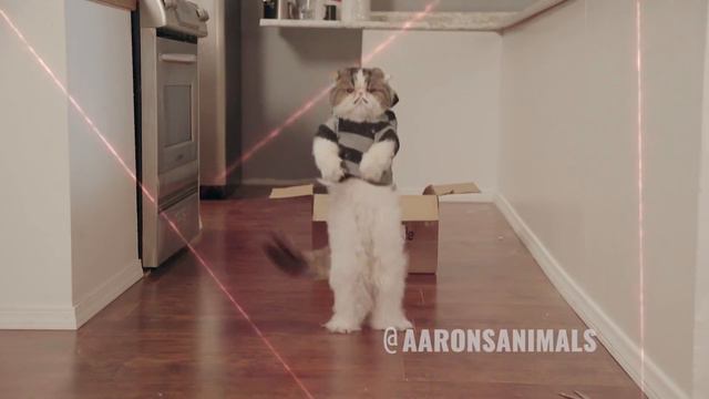 when cats make movies / когда кошки делают фильмы