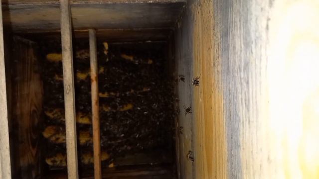 Японский улей. 07.06.23, состояние после выхода двух роев.