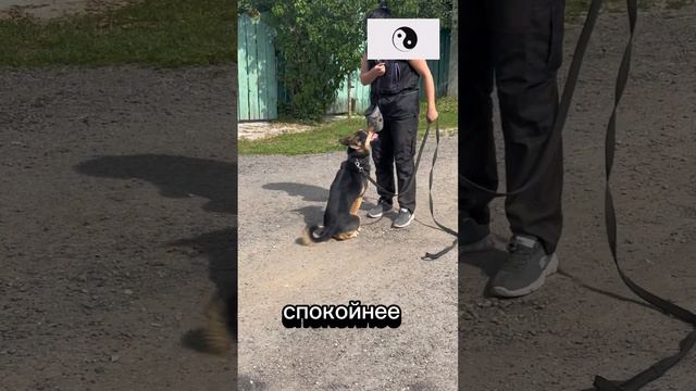 Зоогостиница SLY DOG