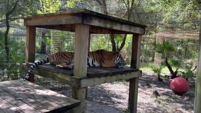 LIVE with Afton at Big Cat Rescue on a FURiday! 07 15 2022