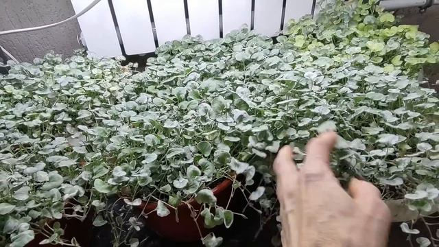 Обязательно сделайте так с Дихондрой зимой. Как сохранить и размножить Дихондру.