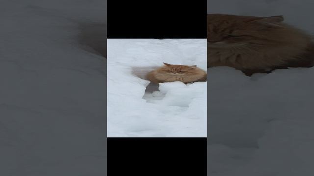 Кот