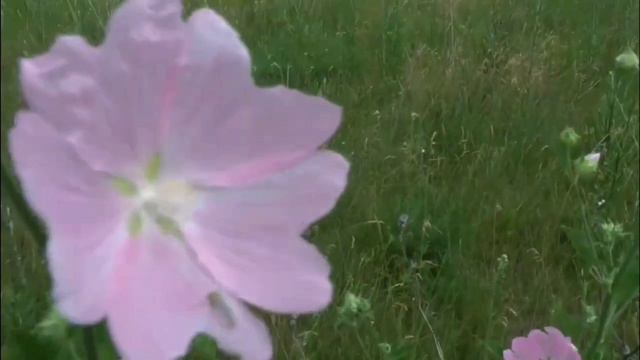 В свете солнца, под каплями счастья