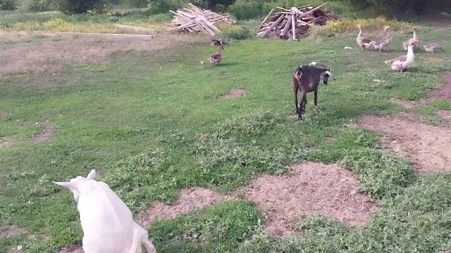 Косим траву. Выпустил цыплят гулять.